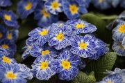bloemen en planten vvbvanbree     1107